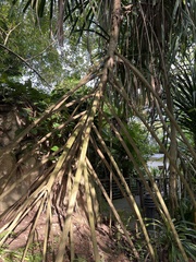 Pandanus tectorius tectorius