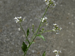 Arabidopsis arenosa arenosa