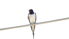 Hirundo rustica