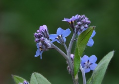 Myosotis decumbens