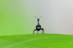 Cycnotrachelodes
