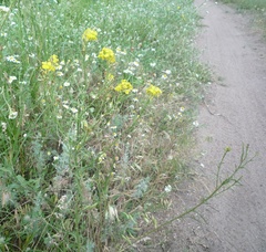 Erysimum canum