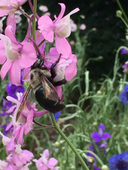 Xylocopa virginica texana
