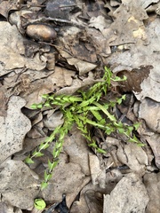 Taraxacum officinale