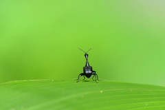 Cycnotrachelodes