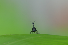 Cycnotrachelodes
