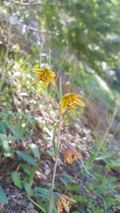 Fritillaria micrantha