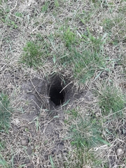 Spermophilus citellus