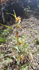 Fritillaria micrantha