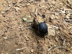 Gymnopleurini