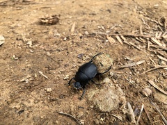 Gymnopleurini