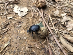 Gymnopleurini