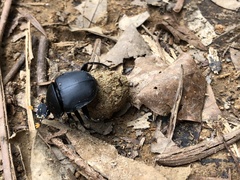 Gymnopleurini