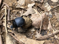Gymnopleurini