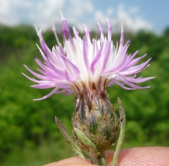 Centaurea stoebe australis