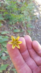 Fritillaria micrantha
