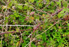 Rubus tuberculatus