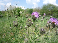 Centaurea scabiosa scabiosa