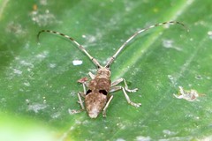 Monochamus bimaculatus
