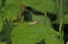 Crambus lathoniellus