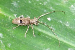 Monochamus bimaculatus