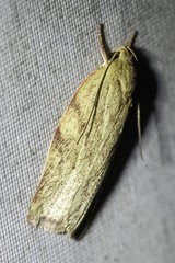 Euchaetis inceptella