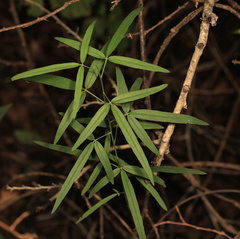 Maerua juncea crustata