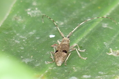 Monochamus bimaculatus