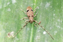 Monochamus bimaculatus