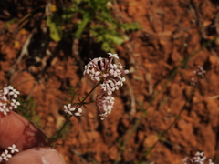 Asperula hirsuta