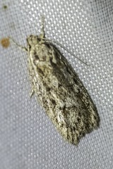 Acantholena