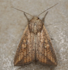Mythimna formosana