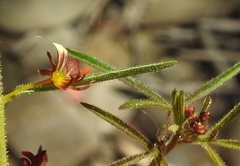 Cleome violacea