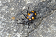 Spathomeles decoratus