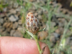 Centaurea stoebe australis