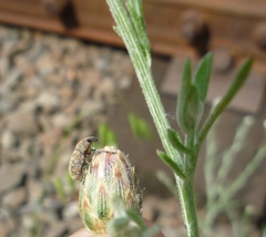 Centaurea stoebe australis