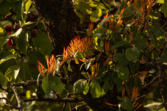 Phragmanthera usuiensis