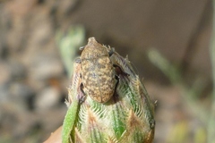 Centaurea stoebe australis