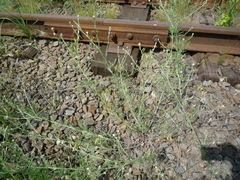 Centaurea stoebe australis