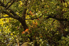 Phragmanthera usuiensis