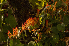 Phragmanthera usuiensis
