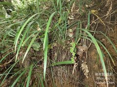 Liriope graminifolia