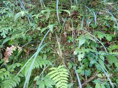 Liriope graminifolia