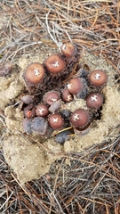 Calostoma fuhreri