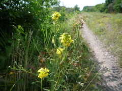 Erysimum canum