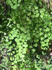 Adiantum jordanii image