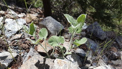 Calystegia malacophylla