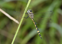 Hemicordulia intermedia