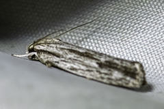 Agriophara confertella