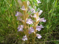 Phelipanche arenaria